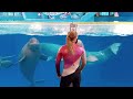 BELUGA AND DOLPHINS SHOW OFF THEIR BEST MOVES IN SLOW MOTION