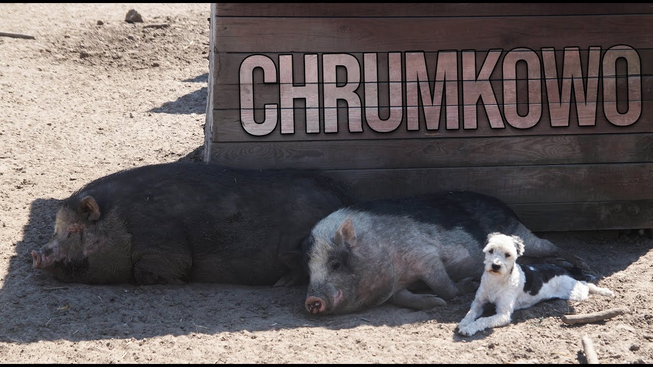Azyl dla Świń Chrumkowo