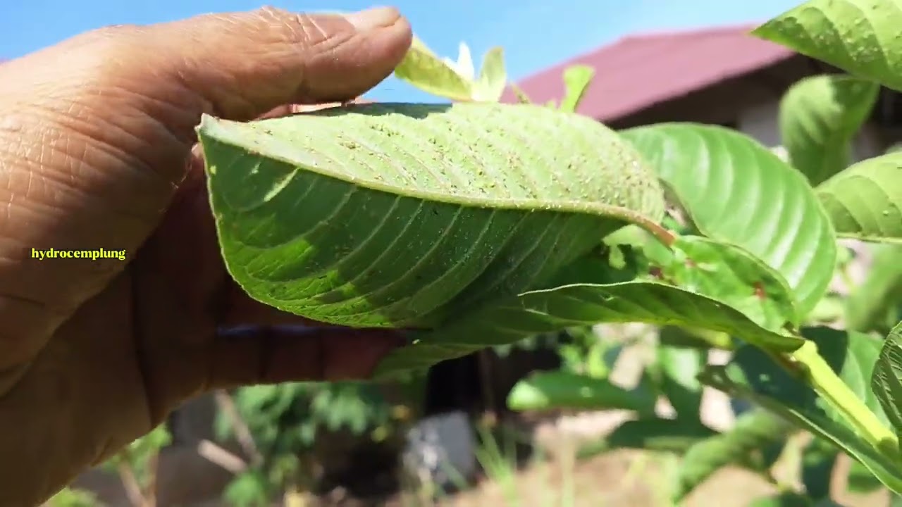 Membongkar Potensi: Hasil Sambung Sisip Jambu Air Red Diamond pada Jambu Mega Merah Banyuwangi