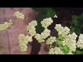 Green things that float on the surface of the water