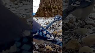 Famous snacktime shuffle Net Worth