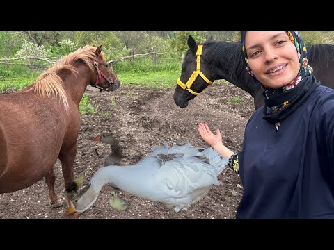 Kaz Yavruları Çıktı 🪿Atlara yeni Başlık..Botokslu Halim :)) Köyde Yaşam..