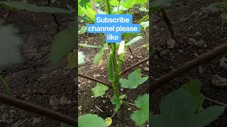 new folwar video short