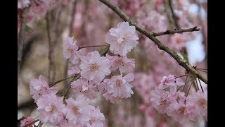 坂口安吾『桜の森の満開の下』朗読
