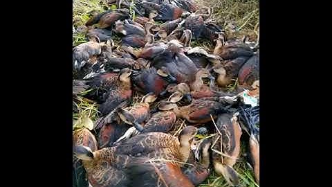 suara pikat burung belibis paling jitu part1 #shorts