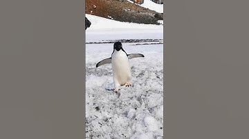 PENGUIN - Penguin Sounds 🐧❤️ (1)