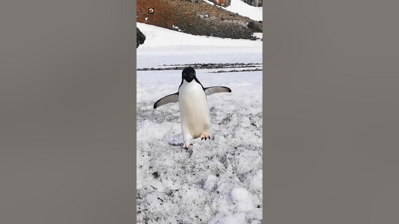 PENGUIN - Penguin Sounds ๐งโค๏ธ (1) PENGUIN - Penguin Sounds ๐งโค๏ธ (1)
