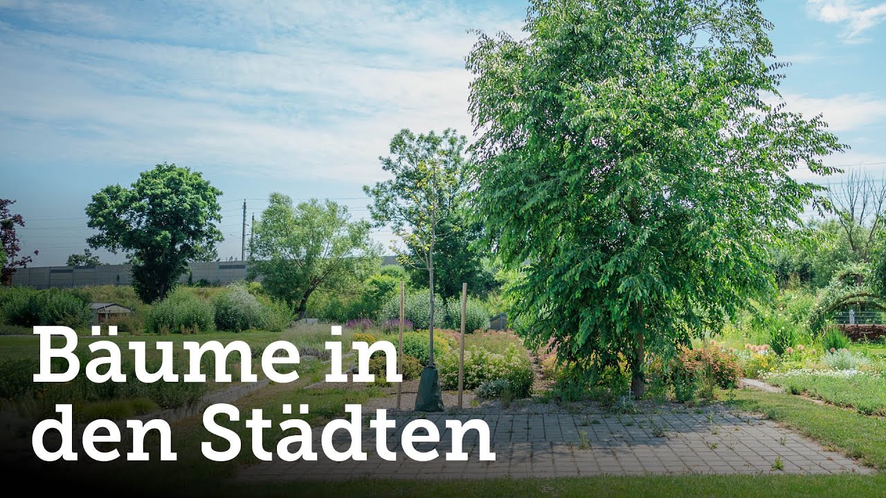 Stockholmer Baumpflanzsystem im Versuch