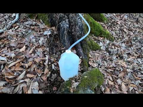 Maple Syruping in the South