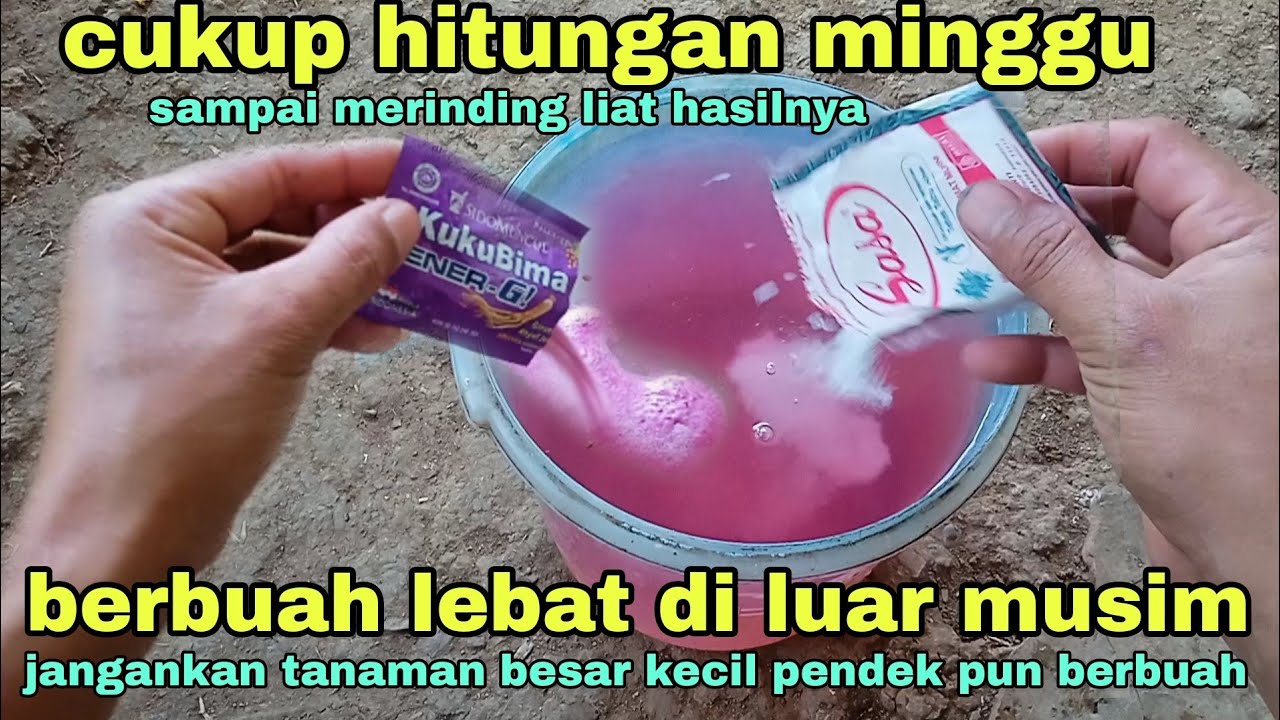 MERINDING liat hasilnya cukup hitungan minggu tanaman berbuah lebat diluar musim