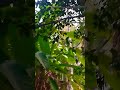nature vibes 🌳