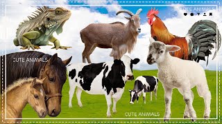 Relax with familiar animals: Horse, Chameleon, Antelope, Dairy Cow, Rooster, Sheep  Animal sounds