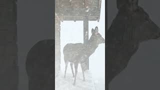 ❄️ Lost Deer in Snow storm Night Ambience for Deep Sleep #shorts #storm #viral #videos