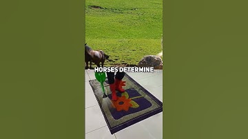 The Surprising Social Hierarchy of Horses