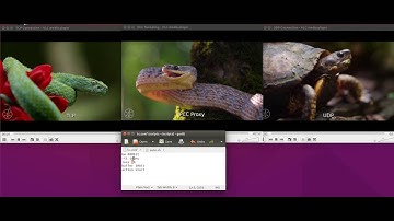 Video Playing Comparions: TCP vs UDP vs PCC