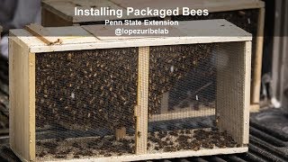 Installing Packaged Bees