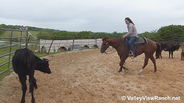 Coyote Peak Creek - warm up and working cows! - ValleyViewRanch.net
