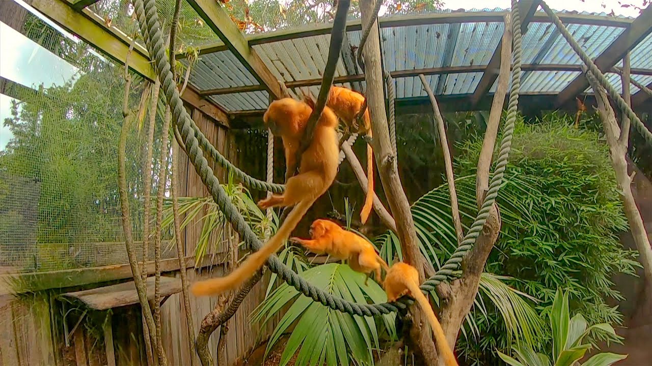 Golden Lion Tamarin Monkeys at Symbio Wildlife Park | Slow Motion ...