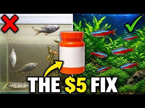 Your Fish Are Dying Because of Tap Water. The $5 Fix Nobody Talks About.
