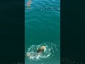 Getting Grouper Out of Caves #Shorts