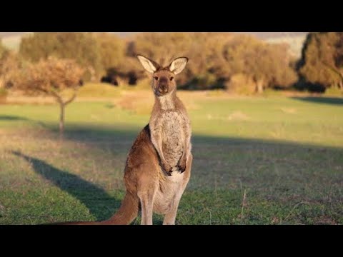Video: Apakah marsupial jantan memiliki kantong?