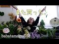babatamagoの庭/スイーツの名前のついた植物たちにやられました