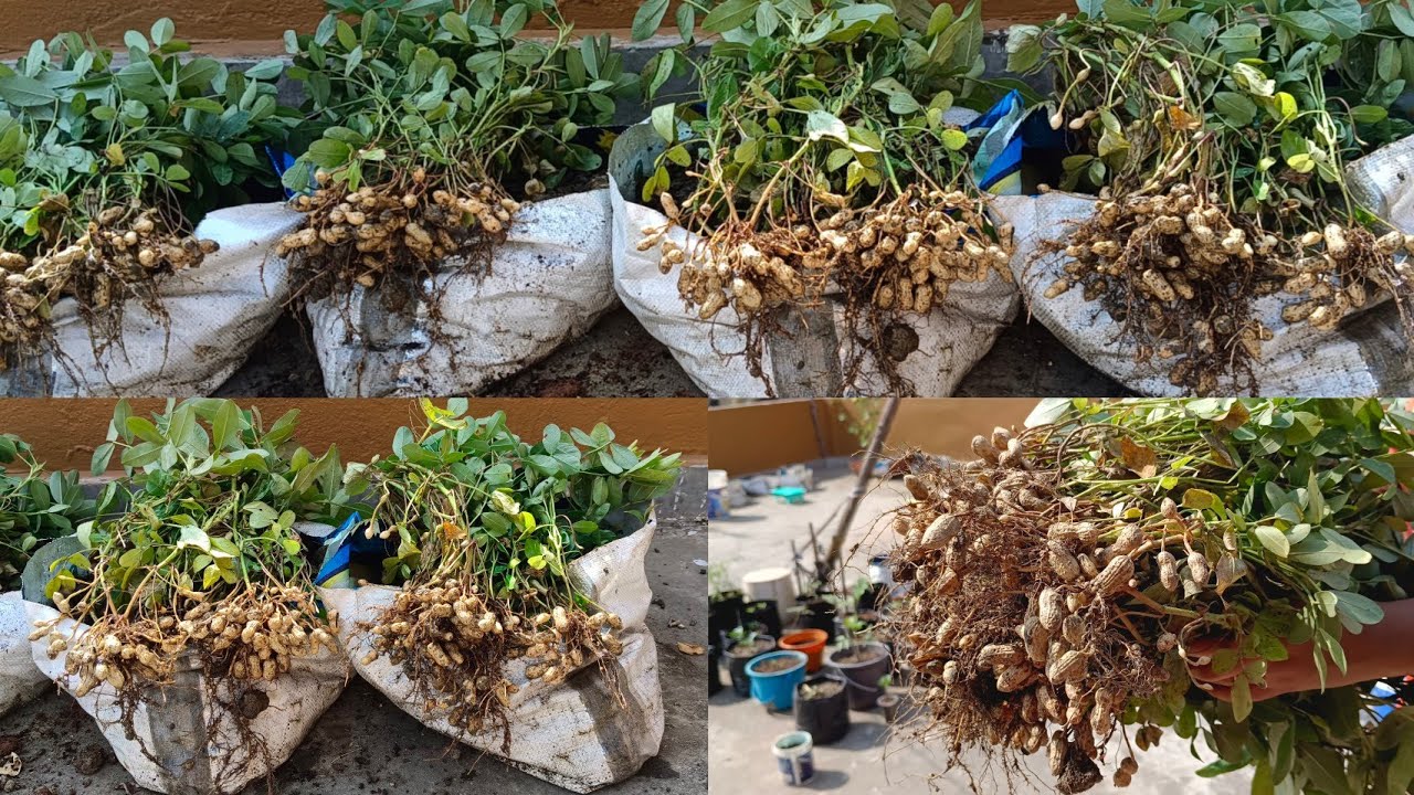 How to grow Peanuts at home with high yield and organic way.. YouTube