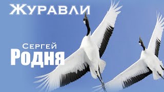 Сергей Родня - Журавли