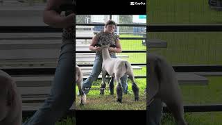 Whole Flock Shorn In One Marathon Session