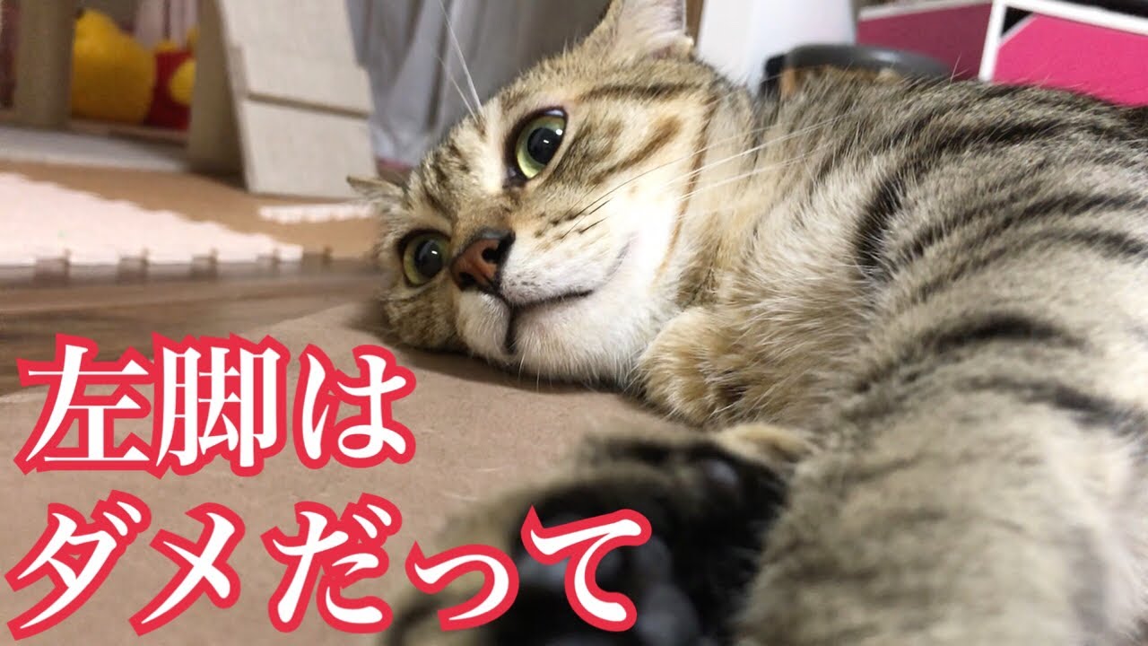 なぜか左足だけ触ると怒る猫がかわいいw Youtube