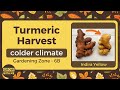 How to grow Turmeric? (Harvest Video)