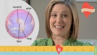 My Pregnancy - Week 8