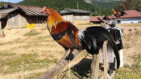 Qaib Zoo Nraug F1. 12/12/2025