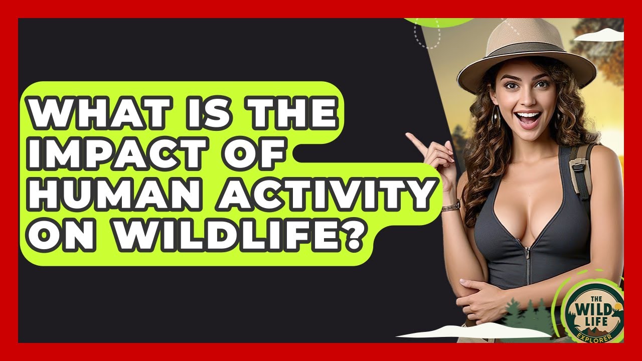 What Is The Impact Of Human Activity On Wildlife? - The Wild Life Explorer