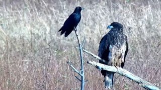 Mississippi River Flyway Cam. Young Eagle and a Crow - explore.org 11-20-2021