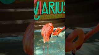 Costa Maya Flamingo In 1000-Nit Hdr