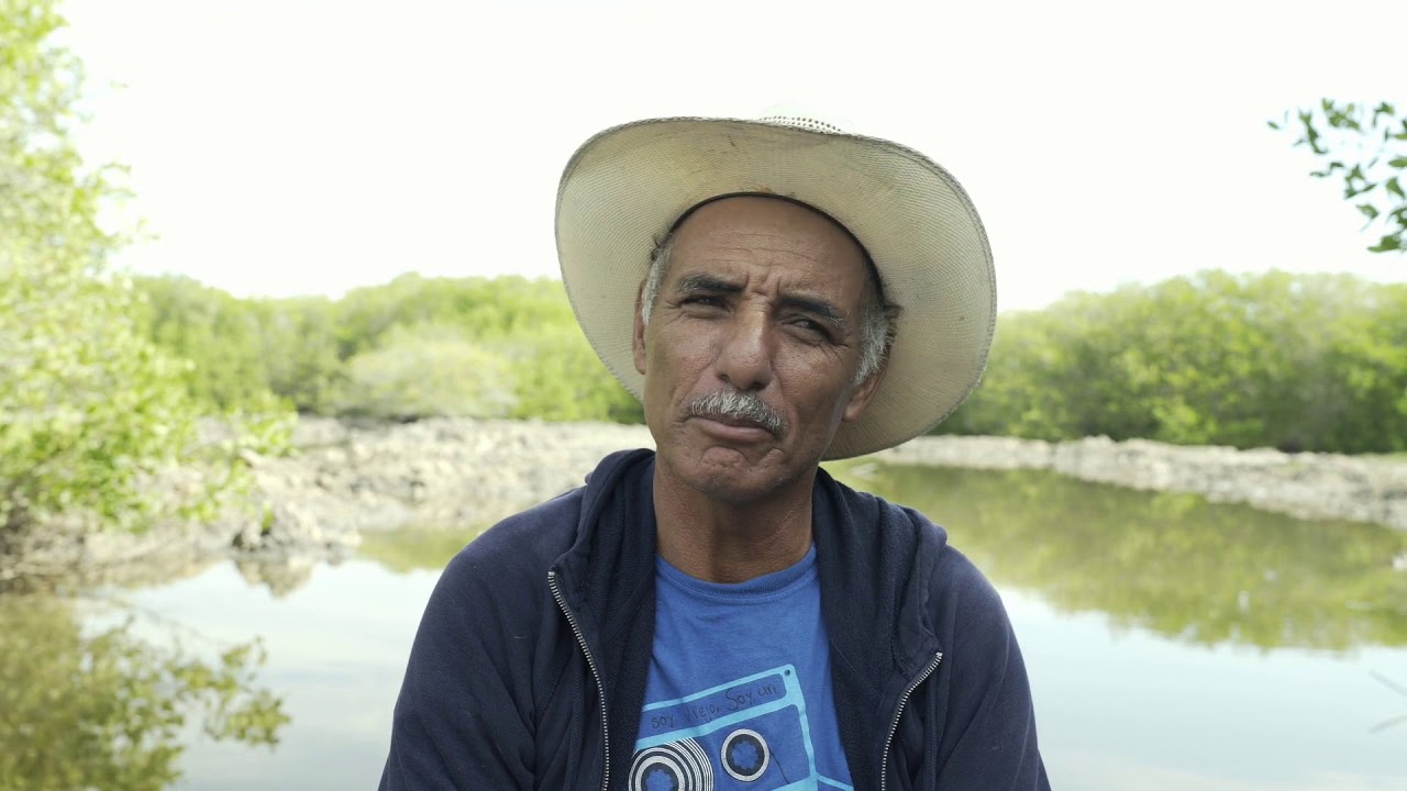 Restauración de manglar, Tamiahua Veracruz.