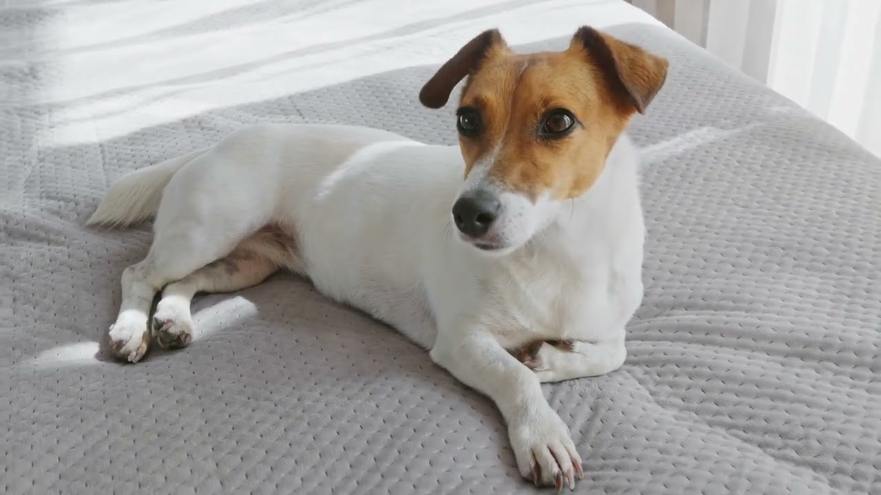 Positive Reinforcement Dog Training Atlanta, GA 