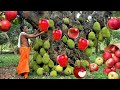 Easy ways to reproduce apples with jackfruit tree for beginners can do 100