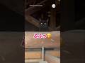 屋根裏から物音がして…｜PECO