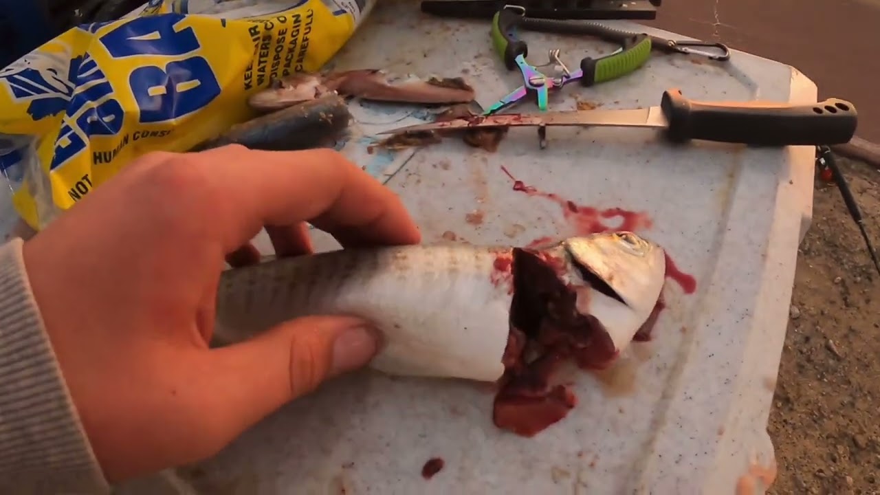 North mole fishing session west oz