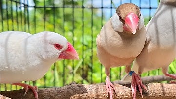 Java sparrow singing sound: red and black eyes java sparrows battle singing together in big forest.