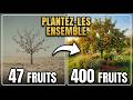 Never Plant Fruit Trees Alone This Companion Planting Tip Doubles Your Harvest 