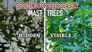 Finding ACORNS in the Summer - White vs. Red Oaks + Persimmons