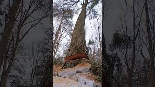 Big broken top Hemlock tree gets cut winter logging 🤙 #shorts #lumberjack #chainsaw #tree #logging