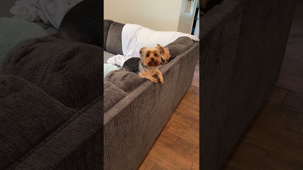 Zillie the Big Scary Dog