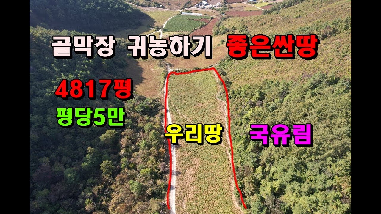 골막장 과수원하기 좋은싼땅/평당5만/전망도 좋아요/4817평/정선부동산매매/정선토지매매