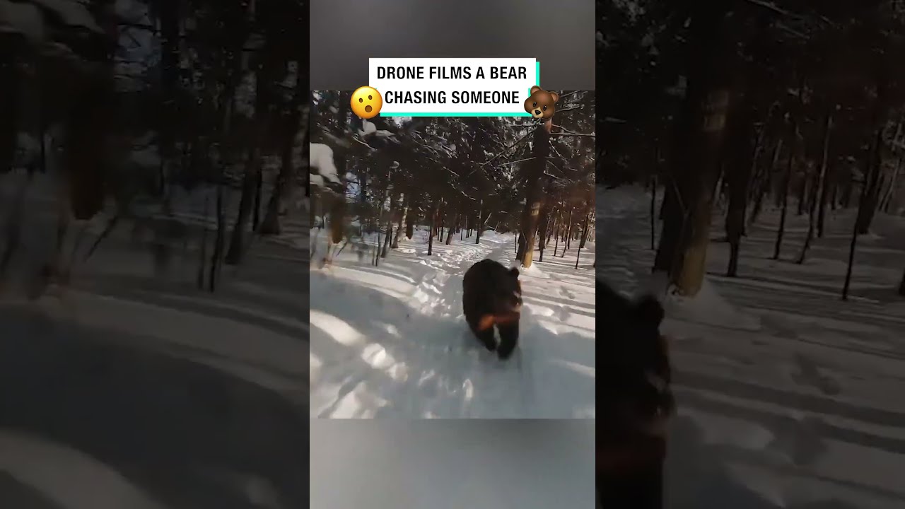 Drone Films A Bear Chasing Someone