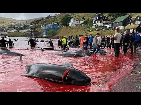Video: Lumba-lumba Terbunuh Di Florida