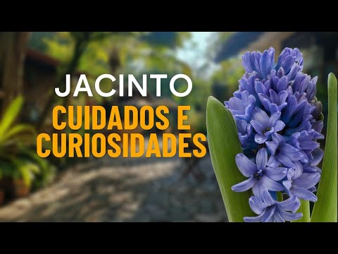 Flor Jacinto: Como